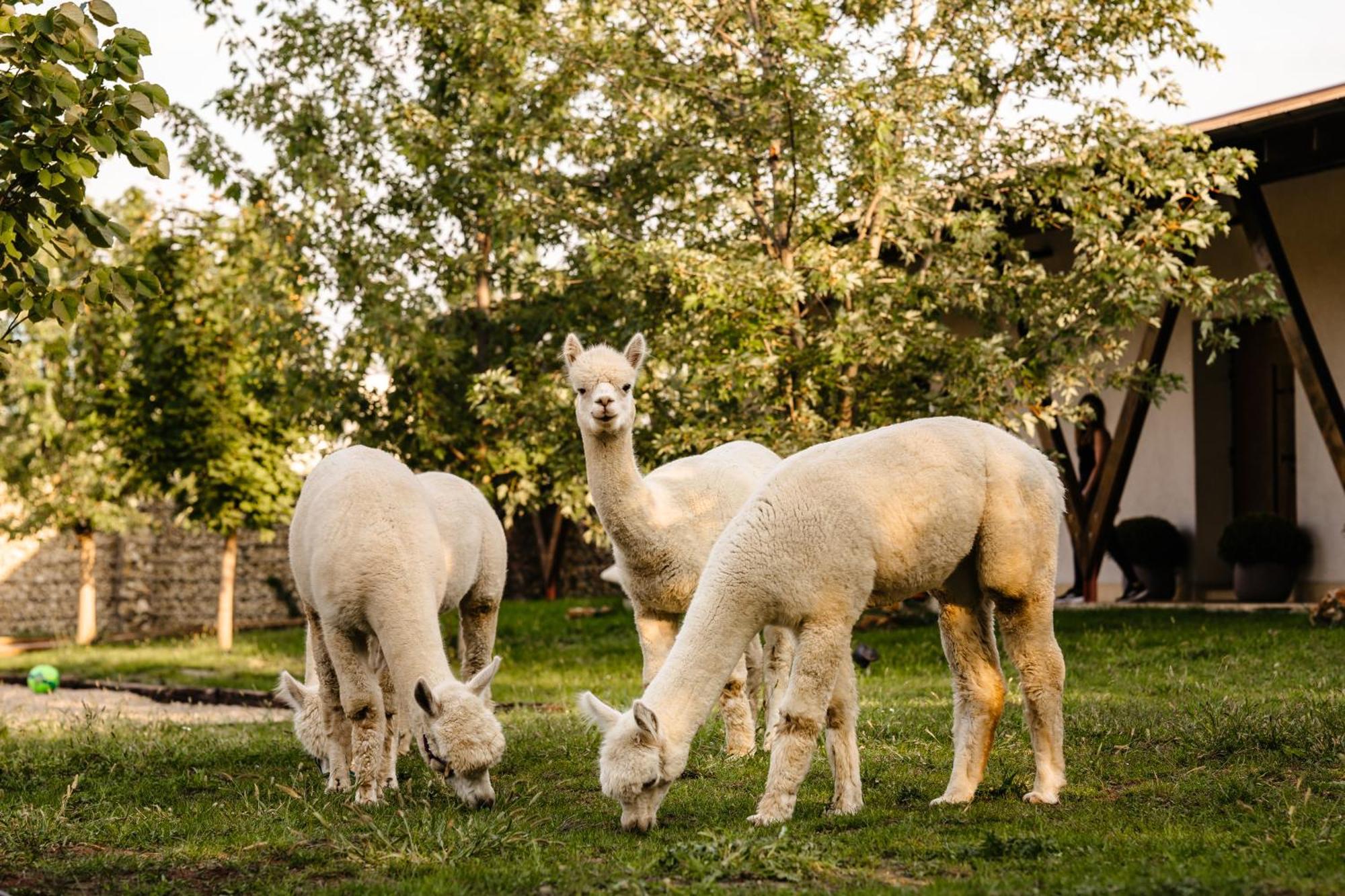 The Tribe Alpaca Retreat Hotel Branesti Exterior photo